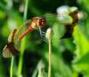 35001 – Photo : FATON Jean-Michel – France (26)