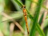 35224 – Photo : FATON Jean-Michel – France (26)