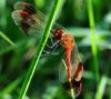 35029 – Photo : FATON Jean-Michel – France (26)