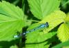 Enallagma cyathigerum