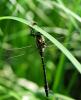 35474 – Photo : Antoine Guibentif – France (74)