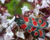 35859 – Photo : henri maleysson – France (43)
