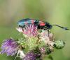 35178 – Photo : FATON Jean-Michel – France (26)