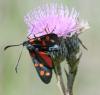 35234 – Photo : FATON Jean-Michel – France (26)