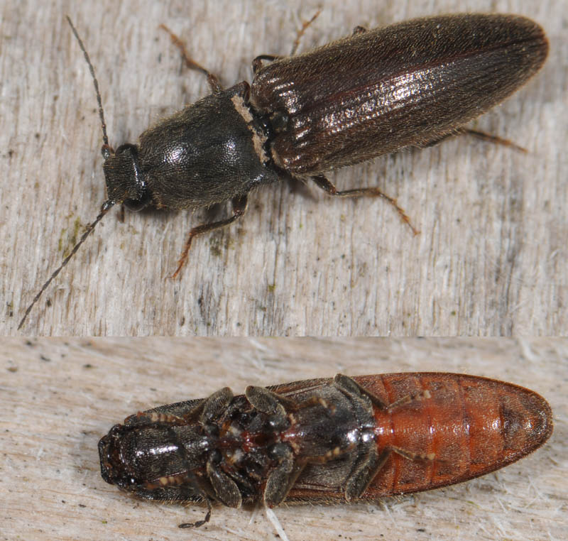 Pierre OGER - Athous (Athous) haemorrhoidalis - réf. 35123 (800 x 762 pixels, 154 ko)