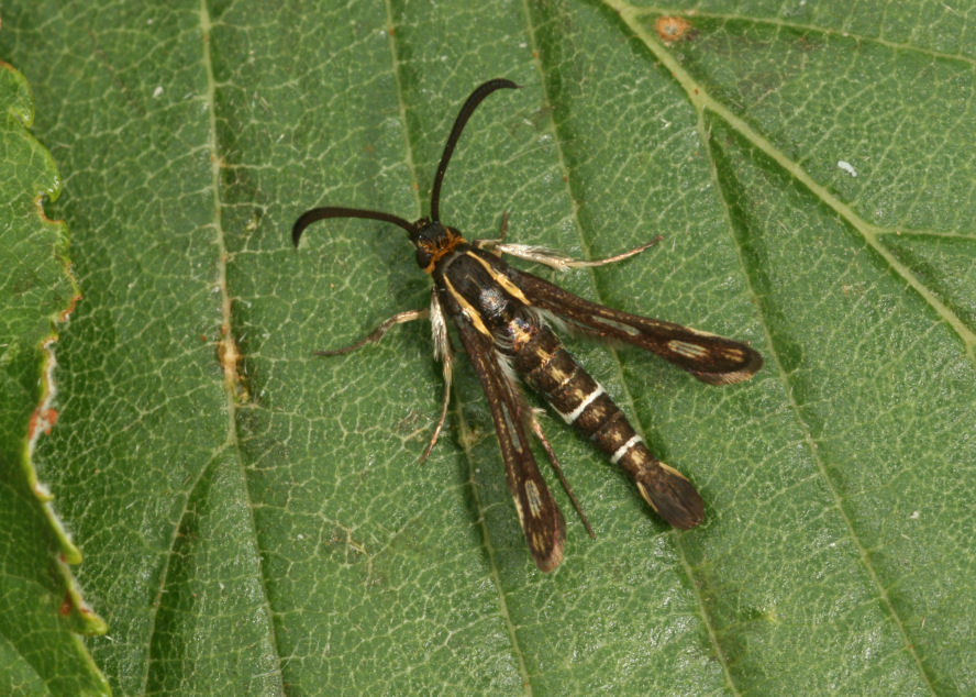 Anonyme - Chamaesphecia aerifrons - réf. 35411 (888 x 634 pixels, 161 ko)