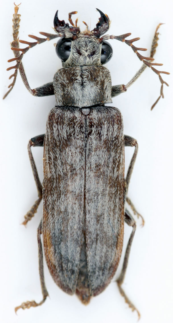 Mickael Francois - Genecerus sp. - réf. 35335 (608 x 1134 pixels, 149 ko)