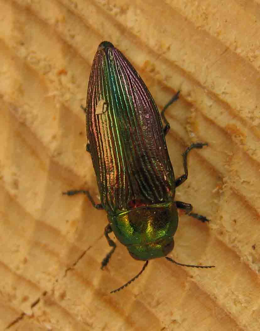 Stephane VASSEL - Eurythyrea austriaca - réf. 35348 (828 x 1054 pixels, 51 ko)
