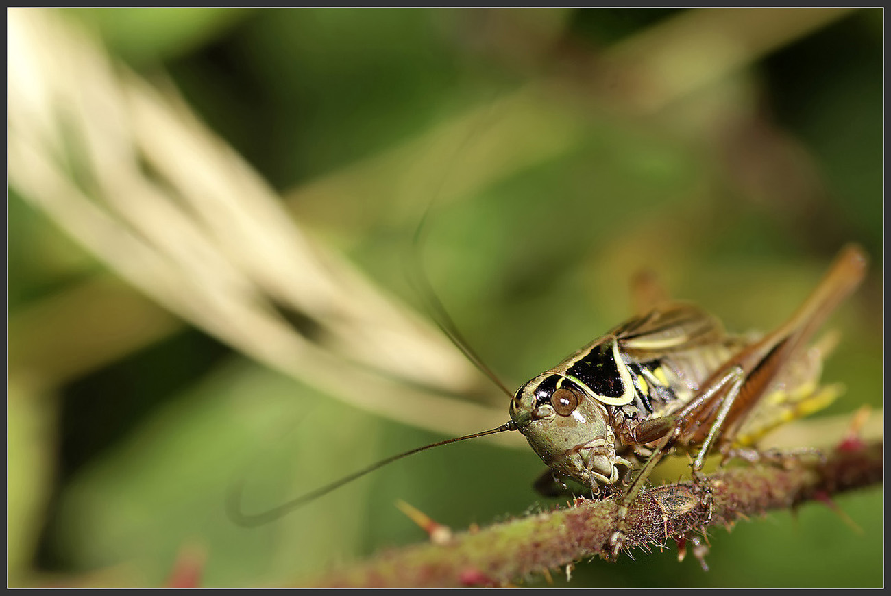 Daniel Pollen - Roeseliana roeselii - réf. 35913 (1300 x 870 pixels, 204 ko)