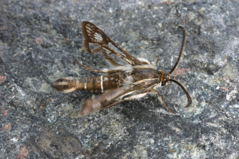 Daniel Morel - Pyropteron affinis - réf. 35410 (922 x 614 pixels, 157 ko)