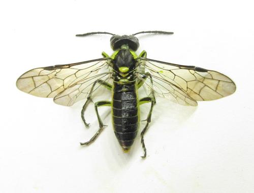 Réf. 350 938 : Tenthredo mesomela