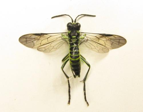 Réf. 350 955 : Tenthredo mesomela