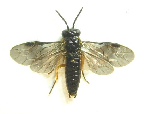 Dulophanes morio
