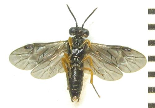 Dulophanes morio
