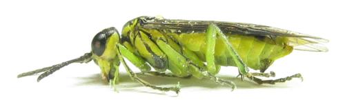 Réf. 350 939 : Tenthredo mesomela
