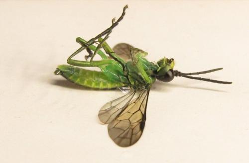 Réf. 350 957 : Tenthredo mesomela