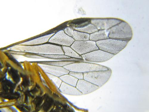 Dulophanes morio