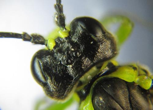 Réf. 350 940 : Tenthredo mesomela
