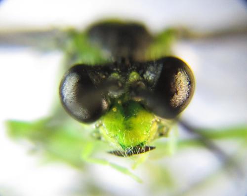 Réf. 350 958 : Tenthredo mesomela