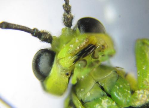 Réf. 350 941 : Tenthredo mesomela