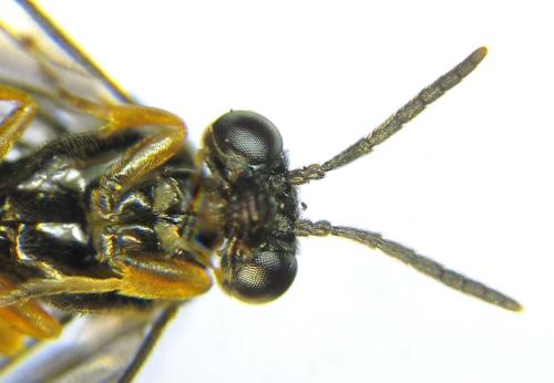 Dulophanes morio