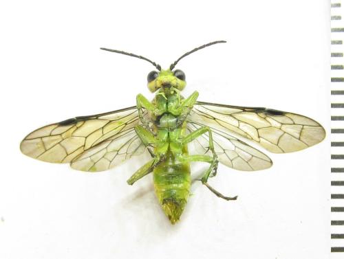 Réf. 350 942 : Tenthredo mesomela