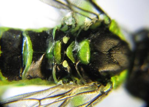 Réf. 350 960 : Tenthredo mesomela