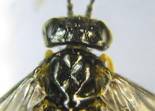 Dulophanes morio