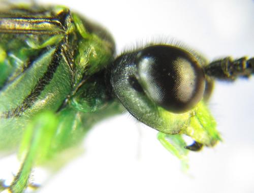 Réf. 350 961 : Tenthredo mesomela