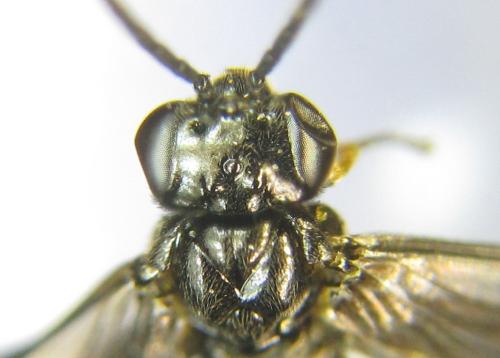 Dulophanes morio