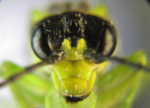 Réf. 350 944 : Tenthredo mesomela
