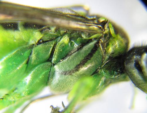 Réf. 350 962 : Tenthredo mesomela