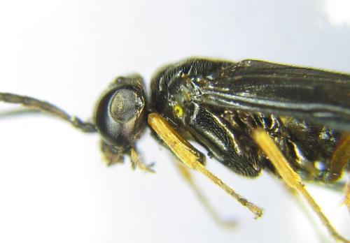 Dulophanes morio
