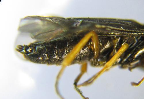 Dulophanes morio