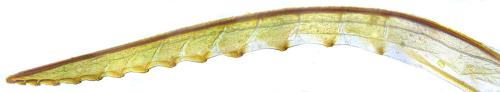 Réf. 350 946 : Tenthredo mesomela