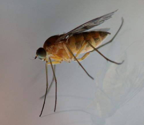Chrysopilus sp.
