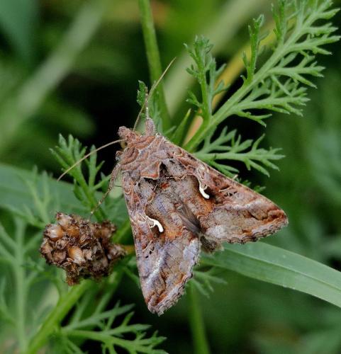 Réf. 350 876 : Autographa gamma