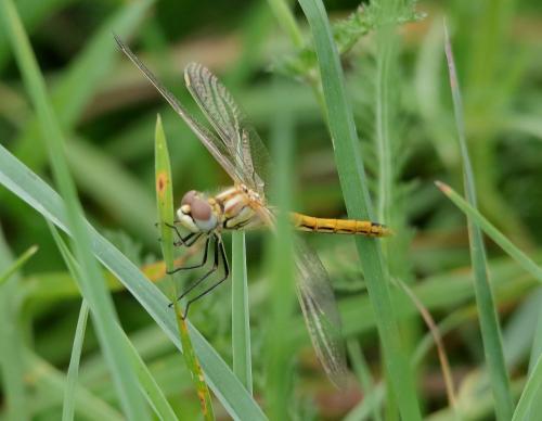 Réf. 350 896 : Sympetrum fonscolombii