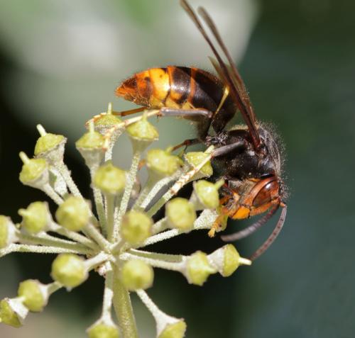 Vespa velutina