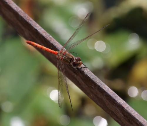 Sympetrum striolatum