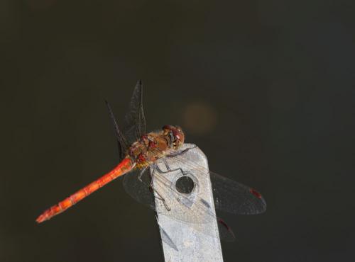 Sympetrum striolatum