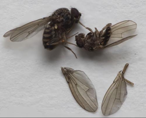 Drosophila repleta