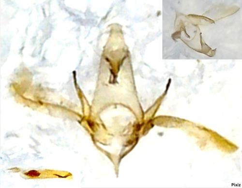 Apatema proteroclina