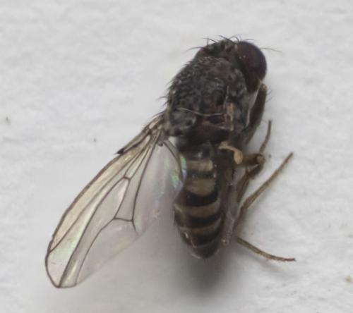 Drosophila repleta