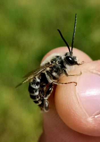 Eucera dalmatica
