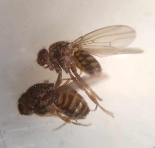 Drosophila repleta