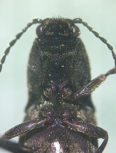 Poemnites aeratus