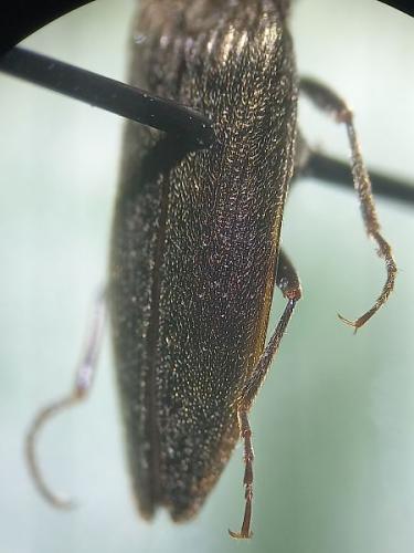 Poemnites aeratus