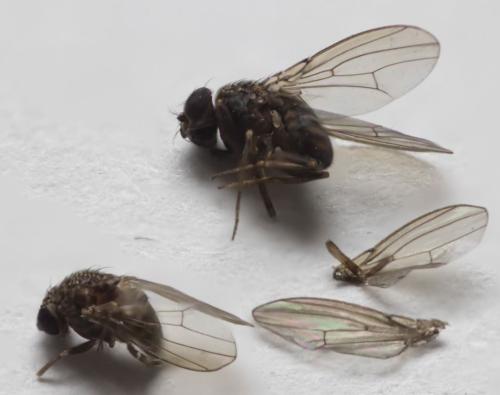 Drosophila repleta