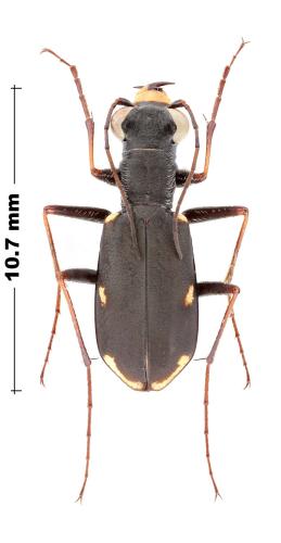 Cylindera germanica